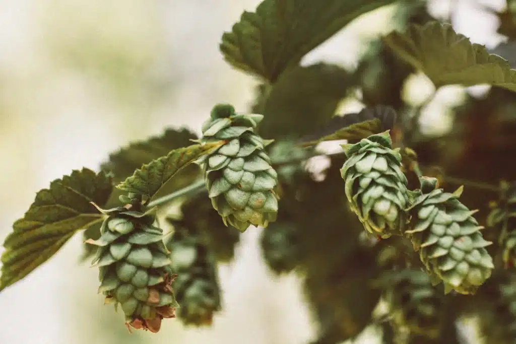 Hopfen Blüten von nah